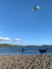 Kiteboarder and dog at the beach