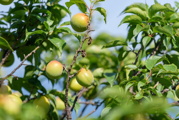 Japanese apricot fruit, Young fruits of Ume, on the tree