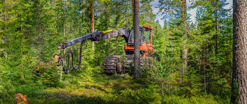 Forest harvesting fully automatic machine stands between trees. Northern Sweden, fresh green pine tree forest, sunny day
