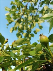 Peach on tree