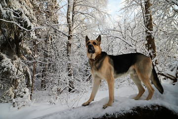 Dog German Shepherd outdoors in the forest in a winter day. Russian guard dog Eastern European Shepherd in nature on the snow and white trees covered snow