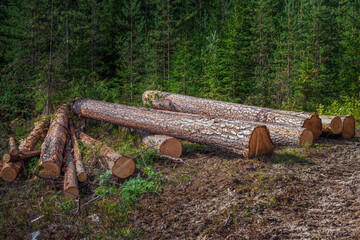 Forest pine and spruce trees. Log trunks pile, the logging timber wood industry, panorama wooden...