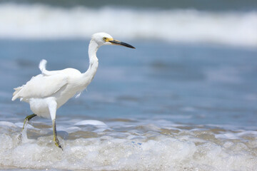 A Snowy Egret walking and fishing on the beach
