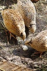  first cooked egg belongs to small chickens