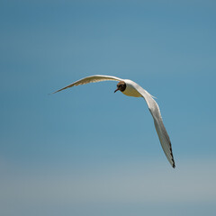 Flying Black-headed gull