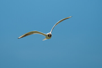 Black-headed gull in flight