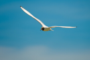 Black-headed gull in flight