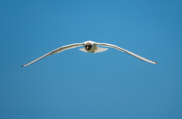 Flying Black-headed gull