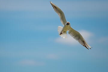 Flying Black-headed gull