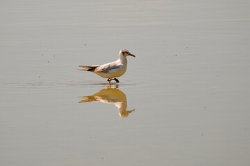 Fototapeta na wymiar Black-headed gull walking in the pond