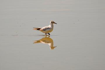 Black-headed gull walking in the pond