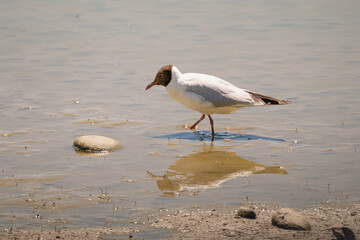 Black-headed gull walking in the pond