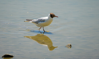 Black-headed gull walking in the pond