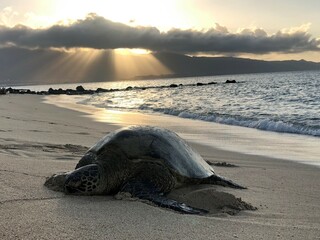 Turtle sleeping on the beach