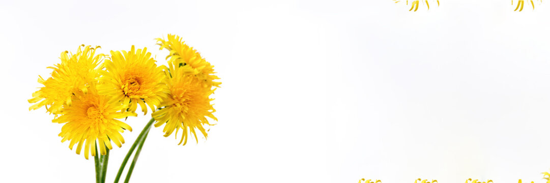 Banner made from Bouquet of yellow bright dandelions. Five flowers on a white background close up. Soft selective focus, copy space. Spring photo.