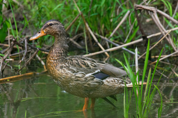 Female Mallard duck in a marsh