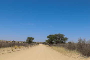 Open dirt road in the Kgalagadi, South Africa