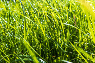 Long fresh green grass texture background view of grass garden Ideal concept used for making green flooring, lawn for training football pitch, Grass Golf Courses green lawn pattern textured background