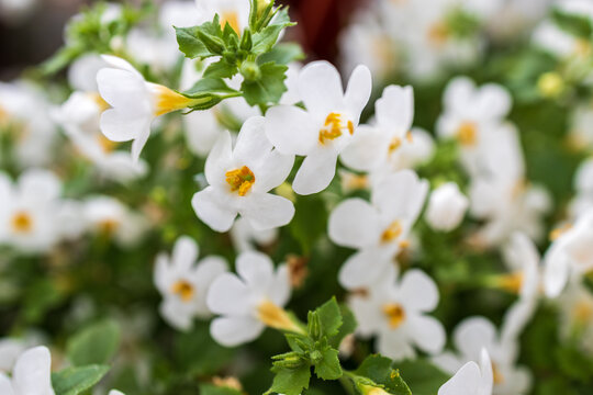 Ornamental bacopa flowers - Latin name - Chaenostoma cordatum. Bacopa monnieri, herb Bacopa is a medicinal herb used in Ayurveda, also known as Brahmi, a herbal memory