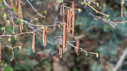 Naklejka premium Common alder catkins on bunches of tree in sunny spring day