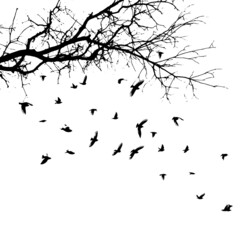Realistic illustration with silhouettes of three birds - crows or ravens sitting on tree branch without leaves and flying, isolated on white background - vector