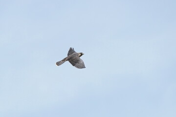 peregrine falcon in flight