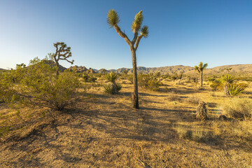 hiking the maze loop in joshua tree national park, california, usa