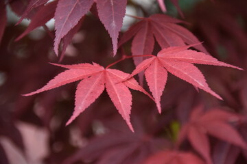 red maple leaves
