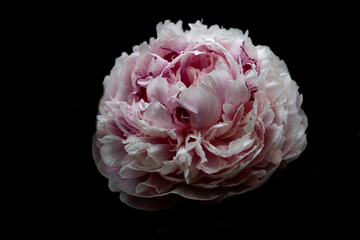 pink rose isolated on black