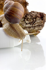 Snail, streaking towards on the tube of skin cream. Natural organic cosmetics, based on snail...