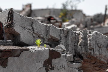 Planta verde que florece entre el hormigón en las ruinas de Epecuen, Buenos Aires, Argentina
