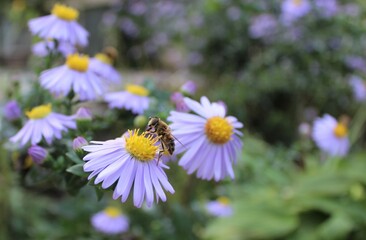 young bee on a lilac flower