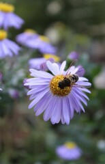 Bee on a lilac flower in the park