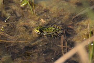 Frosch
