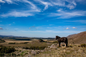 Fototapeta na wymiar lack horse on the hill observing the valley with the blue sky in the background in Sierra de la Ventana, Buenos Aires, Argentina