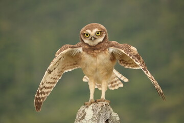 A Burrowing owl resting with wide open wings