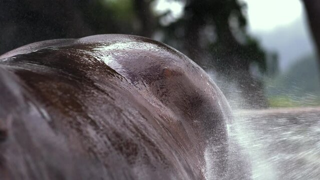 Super slow motion of a girl is washing, showering, and cleaning a horse. Filmed on a high-speed cinema camera, 1000 fps