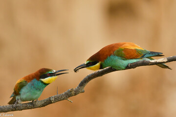 Bienenfresser Brautgeschenk 
