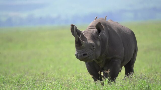 Among the black rhinos found inside Ngorongoro Crater