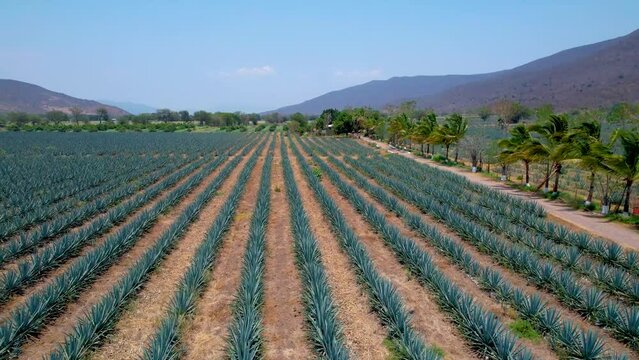 Blue agave plantation in the field to make tequila aerial view