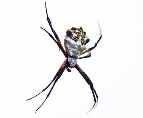 Silver Garden Spider