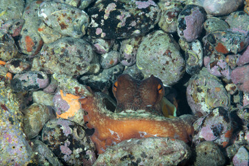 Piccolo polpo rintanato tra i sassi
