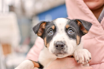 portrait of a little puppy in the hands of the owner who looks up