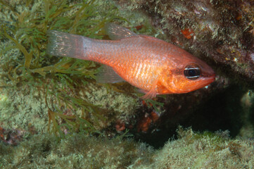 Pesce cardinale o re di triglie, Apogon imberbis