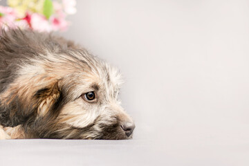 portrait of a small fluffy puppy on a gray background