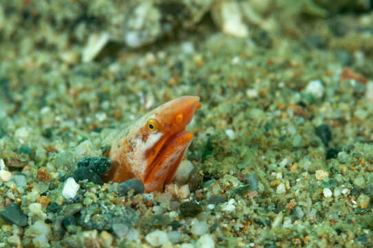 Testa di biscia di mare nuda, Apterichtus caecus, nascosta sotto la sabbia