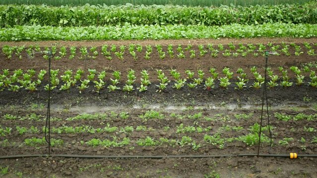 Beetroot red sprinkler fields irrigation robot automatic watering water pipe planting cultivated, spray farm farming Beta vulgaris bio farmer farming vegetable farm garden leaf plant bio plantation