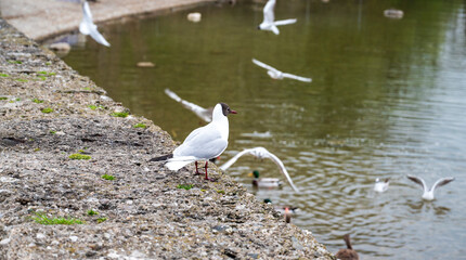 Seagull stand on concrete wall near lake