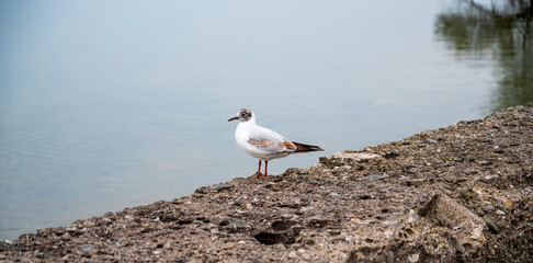 Seagull stand on concrete wall near lake