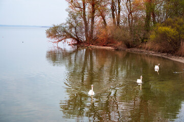 Three swans swim in lake near forest.